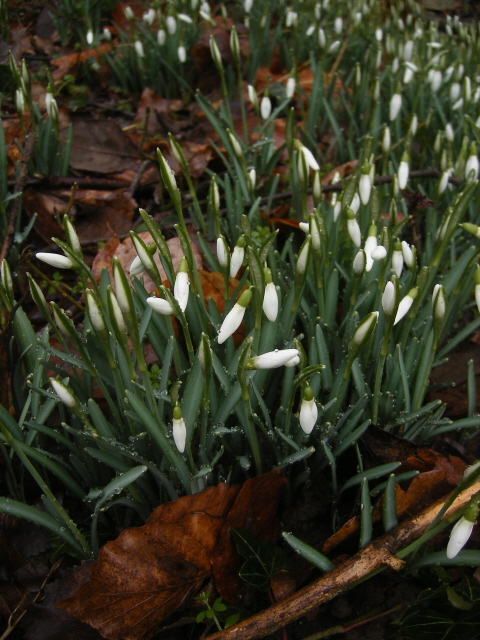 Snowdrop