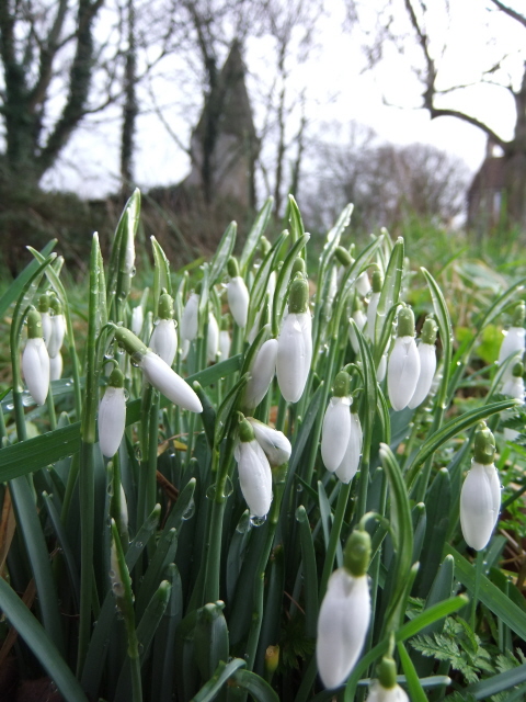 Snowdrop