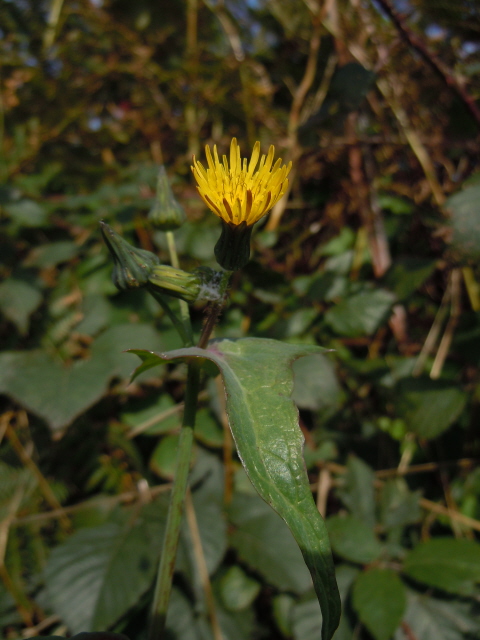 Smooth Sow-Thistle