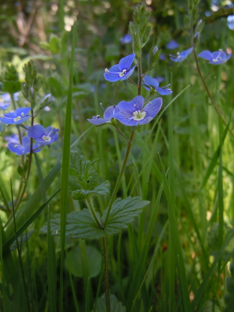 Germander Speedwell