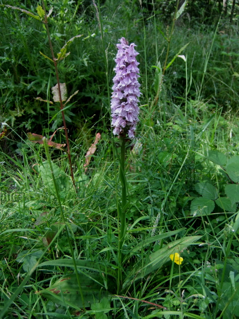 Common Spotted Orchid