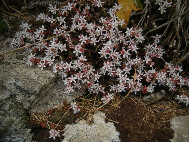 English stonecrop