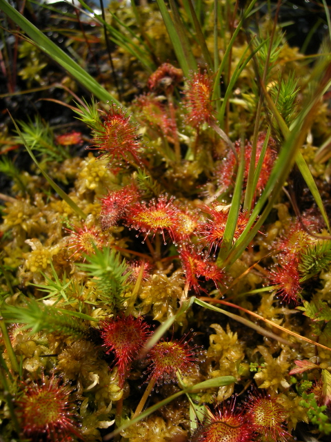 Common Sundew