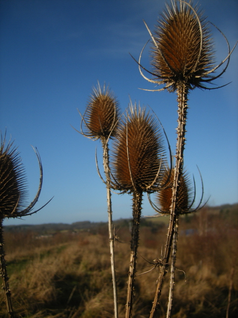 Teasel