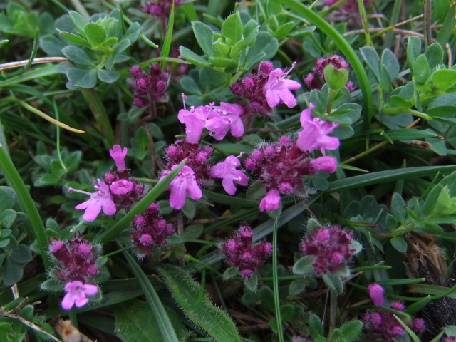 Wild Thyme