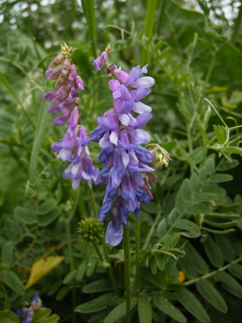 Tufted Vetch