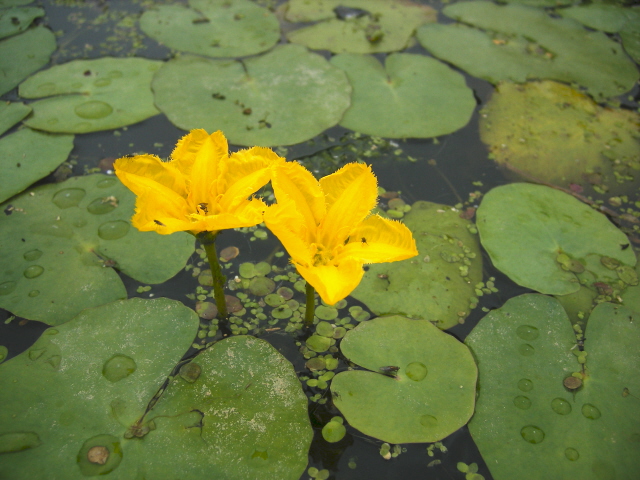 Fringed water-lily