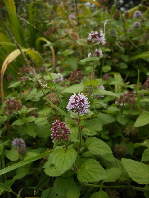 Water Mint