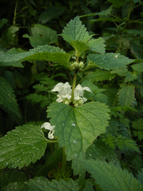 White Dead-Nettle