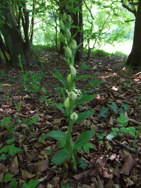 White Helleborine