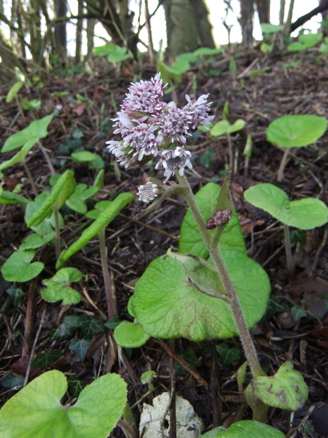 Winter Heliotrope