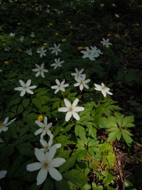 Wood Anemone