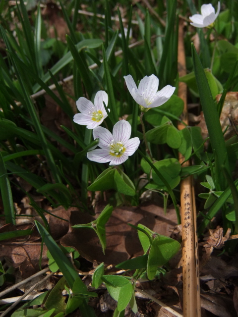 Wood-sorrel