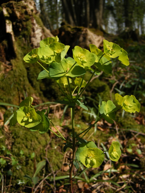 Wood Spurge