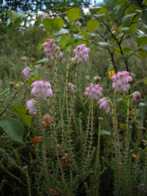 Cross-leaved Heath