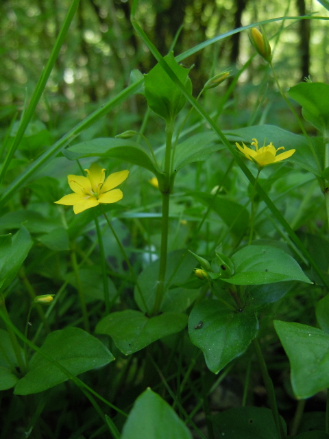 Yellow Pimpernel