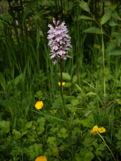 Common Spotted Orchid